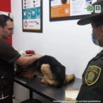 Judicializado hombre que habría mantenido a sus animales de compañía en graves condiciones de cuidado en Valle del Cauca