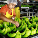 La nueva dinámica de la economía internacional amenaza a los bananeros