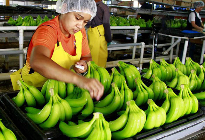 La nueva dinámica de la economía internacional amenaza a los bananeros