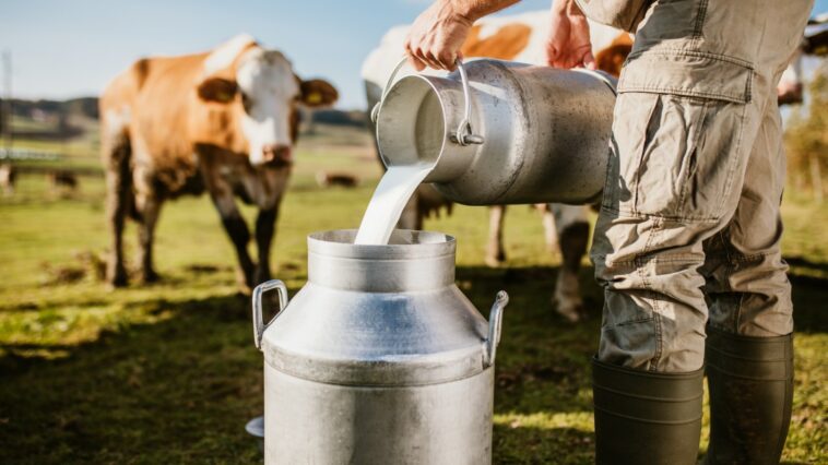 Lecheros de Boyacá incrementaron más de 10 veces la leche producida al año