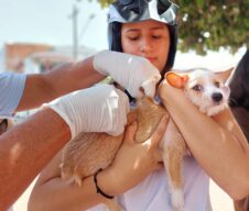 Más de 160 caninos y felinos fueron vacunados contra la rabia este fin de semana en Yopal