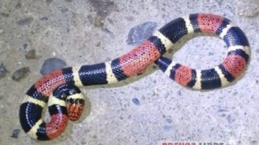 Más de 350 personas capacitadas en manejo de mordedura de serpiente
