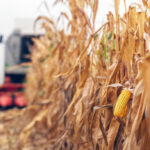 Más de mil toneladas de maíz corren el riesgo de perderse en Cereté