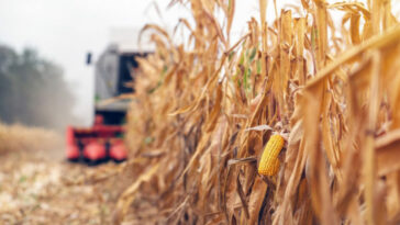 Más de mil toneladas de maíz corren el riesgo de perderse en Cereté