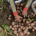 Más del 50 % de los productores de papa han dejado de cultivar en Boyacá