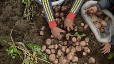 Más del 50 % de los productores de papa han dejado de cultivar en Boyacá