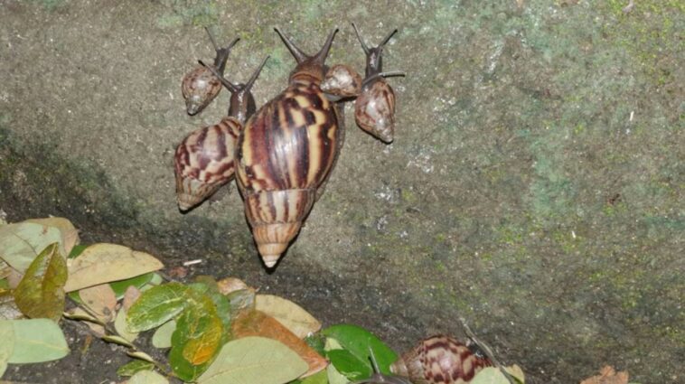 Médicos advierten los riesgos a la salud del contacto con caracol africano