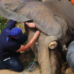 No existe maltrato animal, Tantor se encuentra en perfectas condiciones: Zoológico de Barranquilla