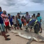 Pescadores wayú cazan un tiburón blanco en la Alta Guajira