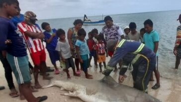 Pescadores wayú cazan un tiburón blanco en la Alta Guajira