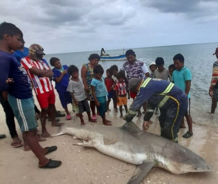 Pescadores wayú cazan un tiburón blanco en la Alta Guajira