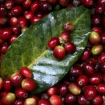 Precio de café colombiano alcanzó un nuevo precio histórico