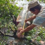 Preocupación por muerte de Manatí