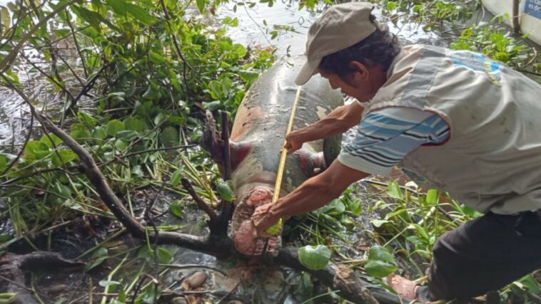 Preocupación por muerte de Manatí