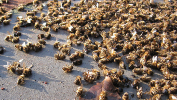 Procuraduría pide a las autoridades del Quindío prestar atención a muerte masiva de abejas