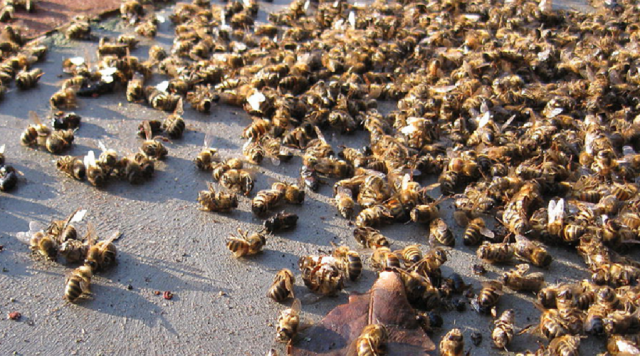 Procuraduría pide a las autoridades del Quindío prestar atención a muerte masiva de abejas