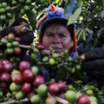 Producción de café en Colombia en primer semestre de 2022 bajó 5 %