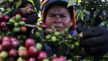 Producción de café en Colombia en primer semestre de 2022 bajó 5 %