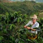 Producción de café en junio presentó una reducción del 10%