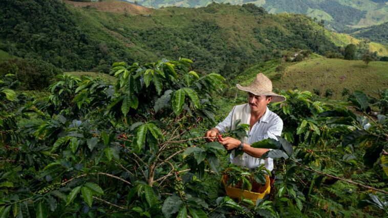 Producción de café en junio presentó una reducción del 10%