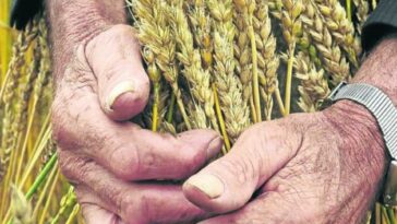 Producción de trigo en el país aumentaría un 50% para 2030