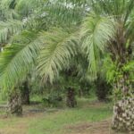 Productores de palma de aceite en Bolívar se capacitan con el ICA