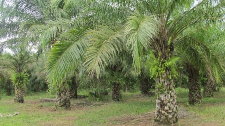 Productores de palma de aceite en Bolívar se capacitan con el ICA