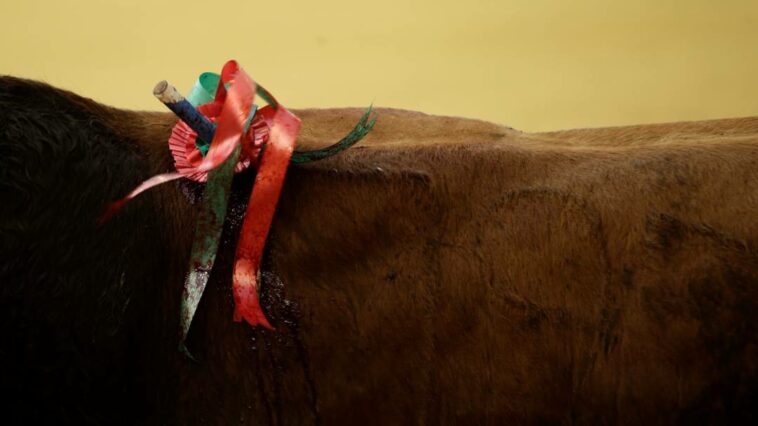 Radican nuevo proyecto para prohibir las corridas de toros en el país