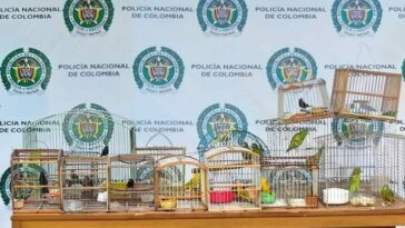 Rescataron en Montería a 25 aves silvestres que se encontraban en cautiverio 