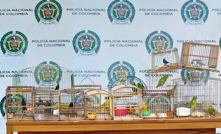 Rescataron en Montería a 25 aves silvestres que se encontraban en cautiverio 