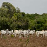 Resolución que frena ganadería en sistema de parques respetará
campesinos