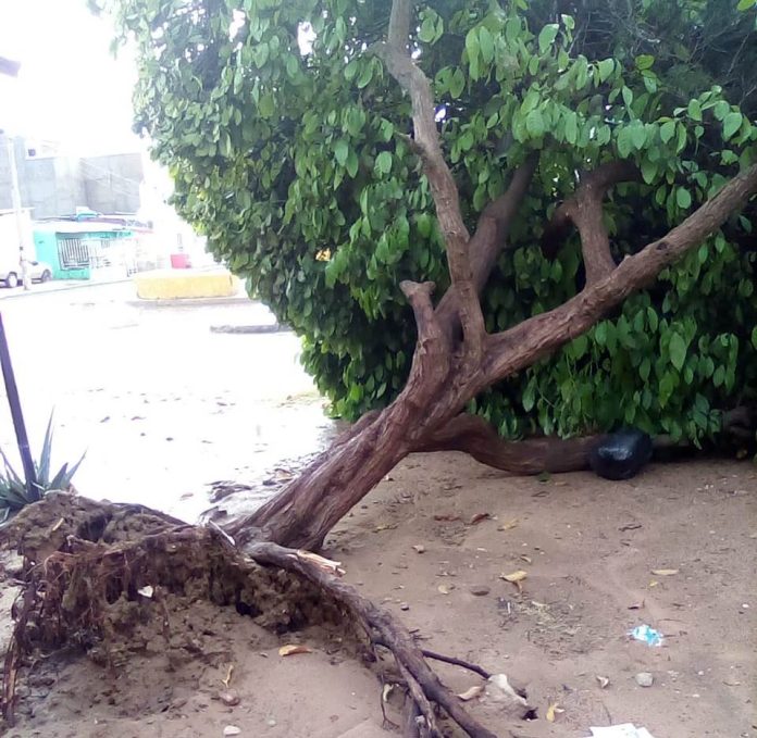 La furia de la naturaleza también ataco a la flora.