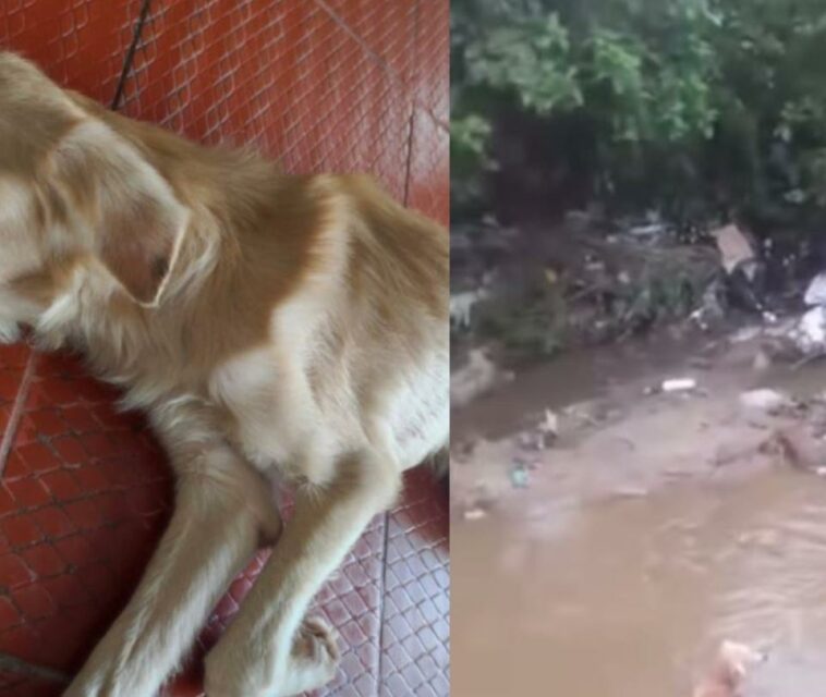 Video: el aberrante caso de maltrato contra un perro en arroyo de Malambo