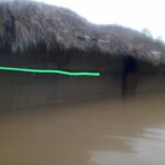 ¡Que peligro! Atrapan caimán en inundaciones de Purísima