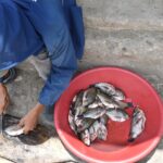 La pesca en la ciénaga de Mesolandia es escasa y de tallas pequeñas.