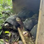 462 animales silvestres regresan a los bosques del Cesar