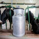 A qué se debe que producir leche en el país haya aumentado un 45 %