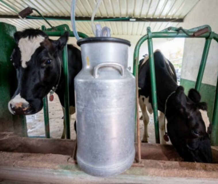 A qué se debe que producir leche en el país haya aumentado un 45 %