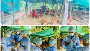 Arauca trabaja para certificar sus granjas avícolas como bioseguras