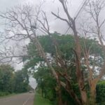 Árbol en la vía Cereté – Montería está a punto de caer