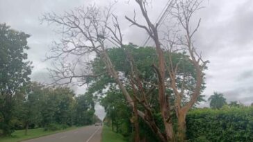 Árbol en la vía Cereté – Montería está a punto de caer