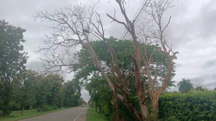 Árbol en la vía Cereté – Montería está a punto de caer