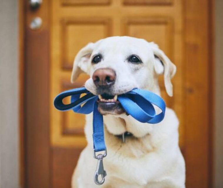 Compras ‘online’ de productos para mascotas crecen un 40%