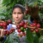 Del 18 al 21 de agosto, el Quindío será sede del Encuentro Mundial de Mujeres Cafeteras