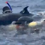 Delfines en Chocó quedaron atrapados en mallas de barco extranjero