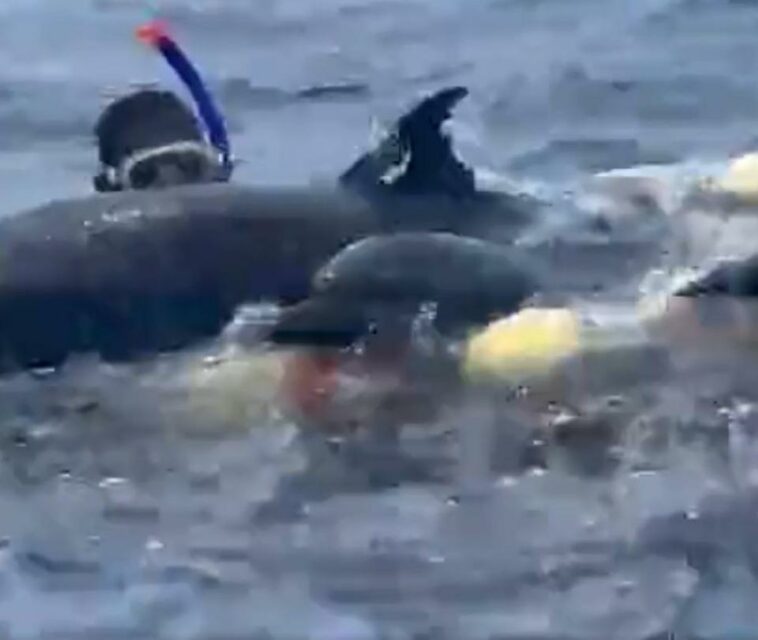 Delfines en Chocó quedaron atrapados en mallas de barco extranjero
