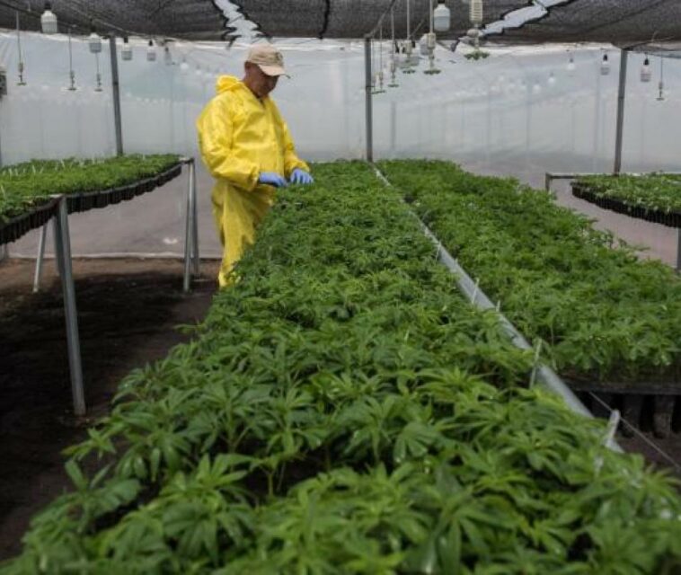 El presidente Petro plantea ampliar legalización de la marihuana