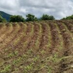 El proyecto de sostenibilidad ambiental que beneficia campesinos de Colosó