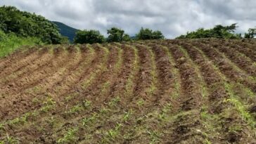 El proyecto de sostenibilidad ambiental que beneficia campesinos de Colosó