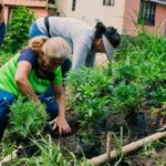 En Manizales crean jardines funcionales que atraerán polinizadores